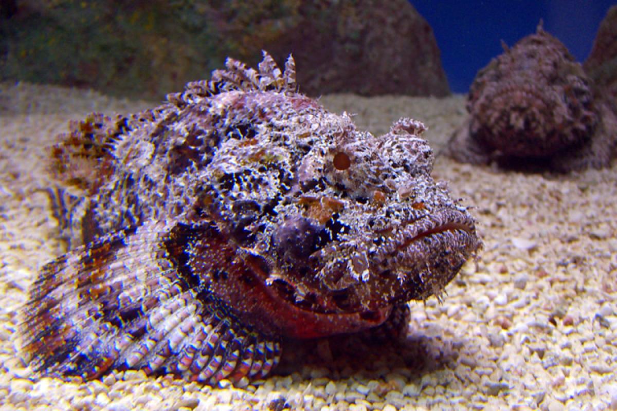 How to treat a stonefish sting