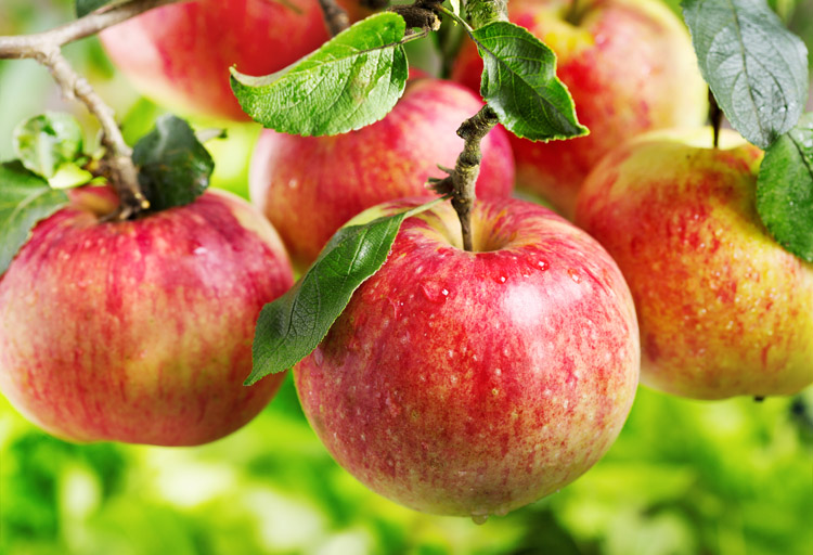 Apples: they prevent breathing issues | Photo: Shutterstock