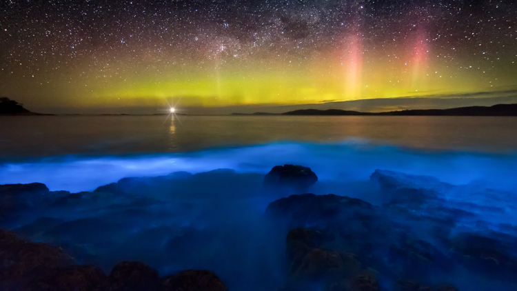 Bioluminescence and auroras: they have already been captured together | Photo: Shutterstock