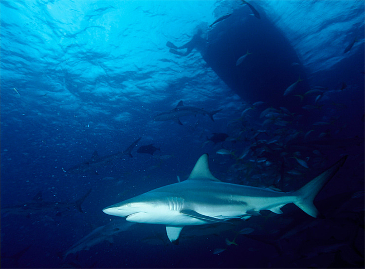 The Blacktip Shark | Photo: Creative Commons