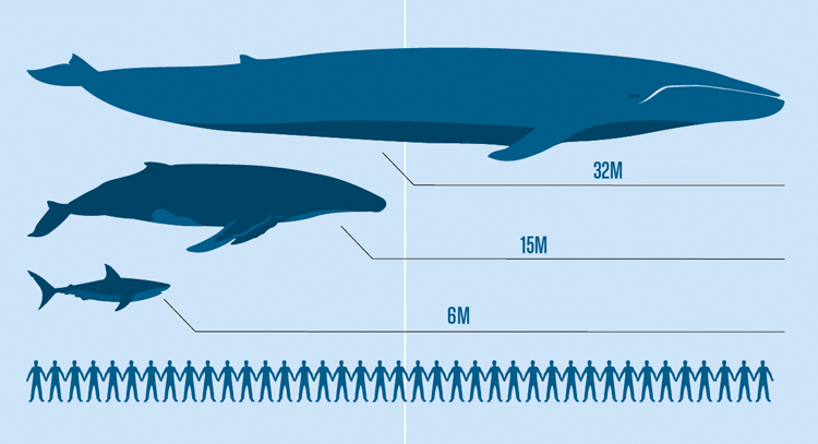 Size matters: blue whale versus humpback whale versus great white shark versus human
