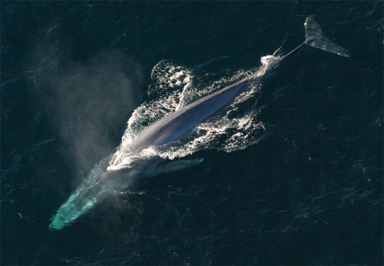 Blue whale: it can reach a whopping length of up to 100 feet (30 meters) | Photo: NOAA/Creative Commons