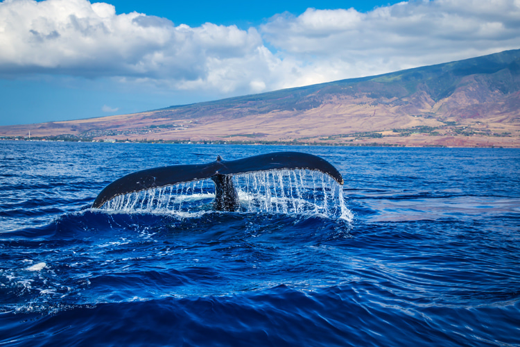 Blue whales: the fluke, or tail, can be up to 25 feet (7.6 meters) wide, roughly the same width as a small aircraft's wingspan | Photo: Ross/Creative Commons