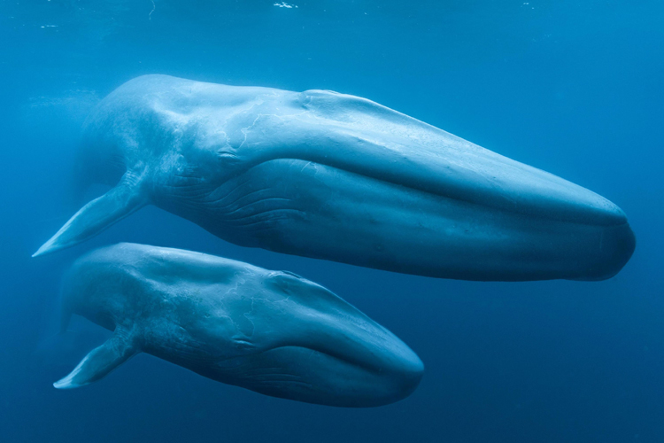 Blue whale: the world