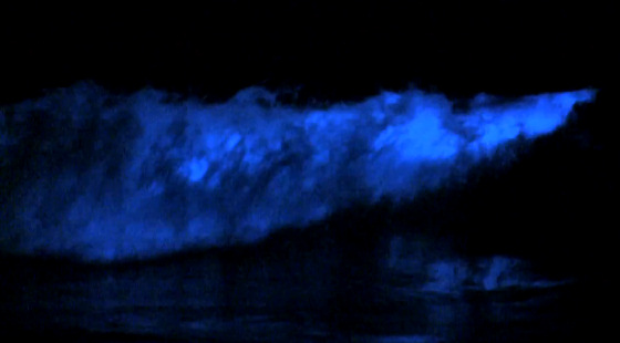 Bioluminescent waves: great to surf at night