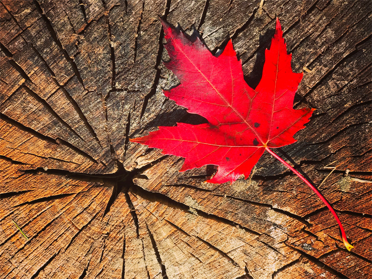 Canadian maple: trees: it takes anywhere between 30-70 years for a tree to be mature enough before using it for manufacturing a skateboard deck | Photo: Shutterstock