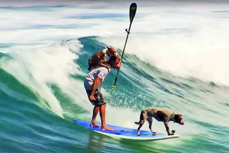 Chris de Aboitiz: the Australian surf dog trainer