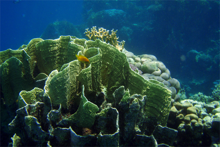Corals: learn how to treat a reef rash | Photo: Giannini/Creative Commons
