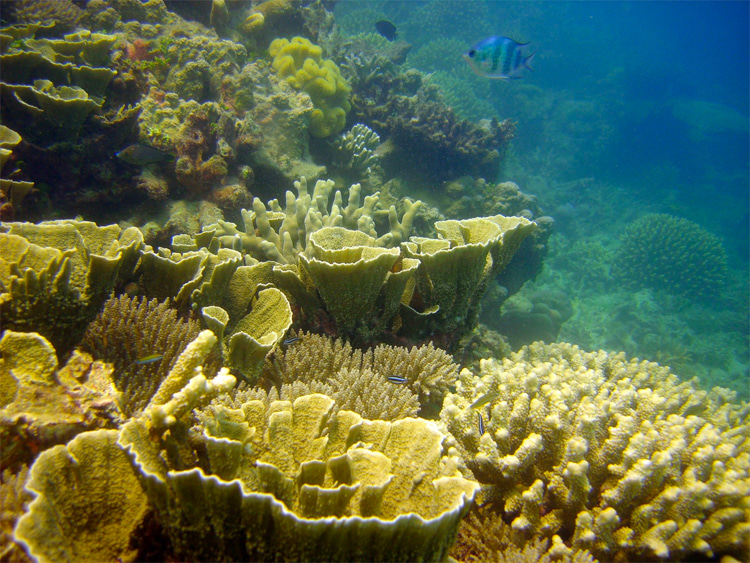 Coral bleaching: one of the consequences of ocean acidification | Photo: Creative Commons