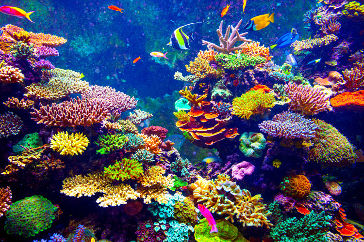 Coral reefs: a fragile marine ecosystem that only survives in water temperatures below 86 °F (30 °C) | Photo: Shutterstock