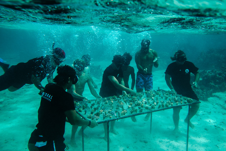 polynesia french reefs restore surfers pro help environment coral moorea planting