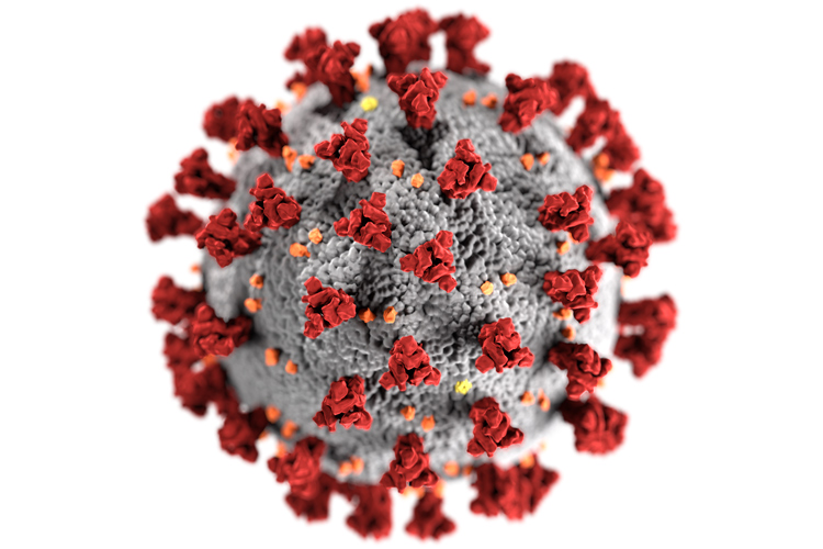 Covid-19 Coronavirus: a core of genetic material surrounded by an envelope of proteins spikes