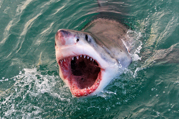 Sharks: there are 12 potentially deadly species | Photo: Shutterstock