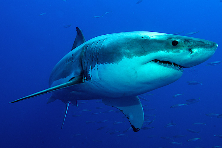 Sharks: they are more active during twilight hours because that's when they are searching for food | Photo: Shutterstock