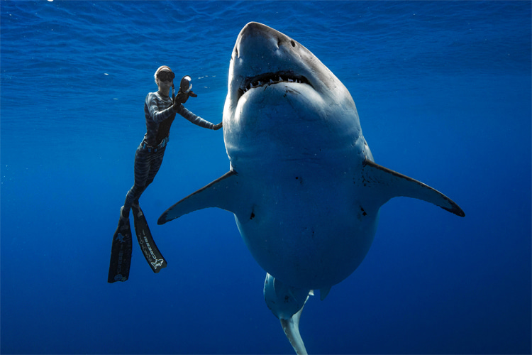 Deep Blue: the largest great white shark ever caught on camera by marine biologists and scientists is 20 feet long | Photo: Oliphant/One Ocean Diving