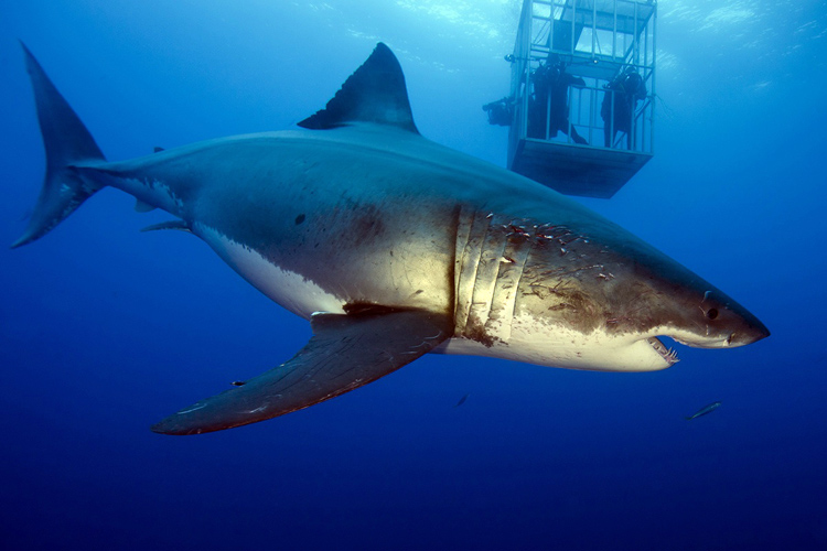 Deep Blue: the world's largest great white shark | Photo: Mauricio Hoyos Padilla