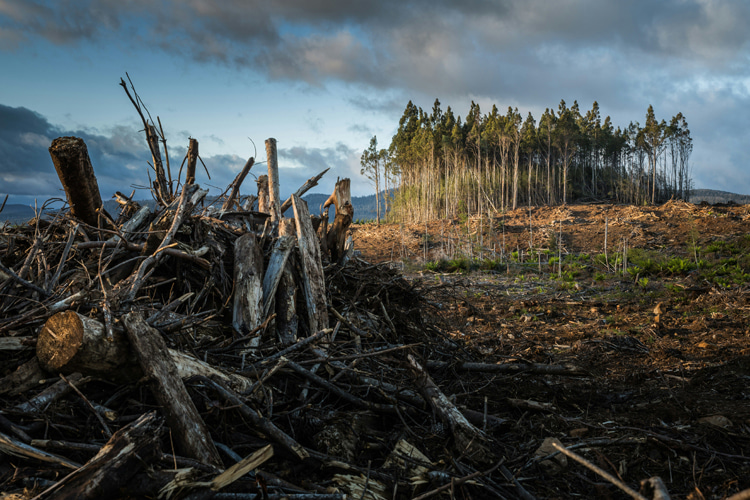 Deforestation: forest loss and damage is the cause of around 10 percent of global warming | Photo: Palmer