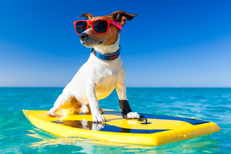 Surf dogs: train and teach your best friend the art of wave riding | Photo: Shutterstock
