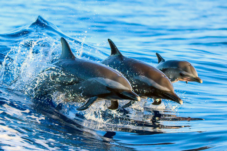 Dolphins: incredibly intelligent, excellent swimmers, and highly social individuals | Photo: Shutterstock