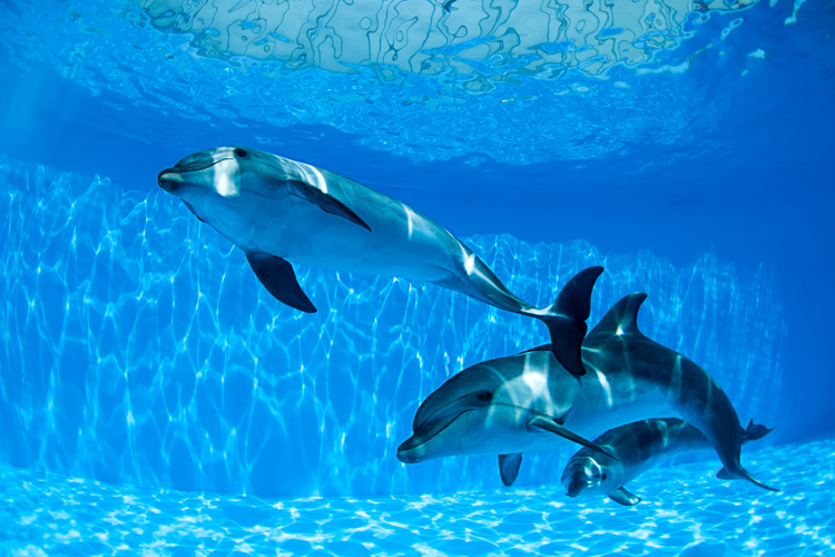 Dolphins: the mammalian diving reflex can be observed in aquatic mammals | Photo: Shutterstock