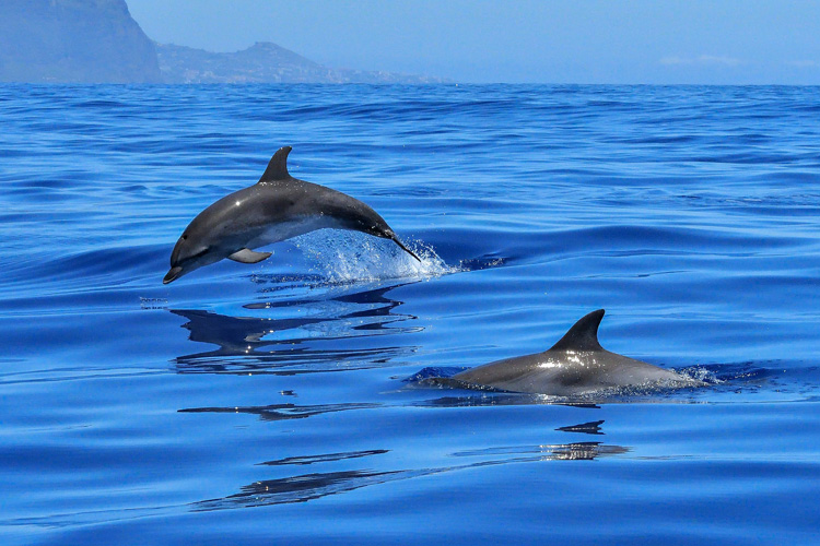 Dolphins: they attract sharks wherever they swim | Photo: Creative Commons