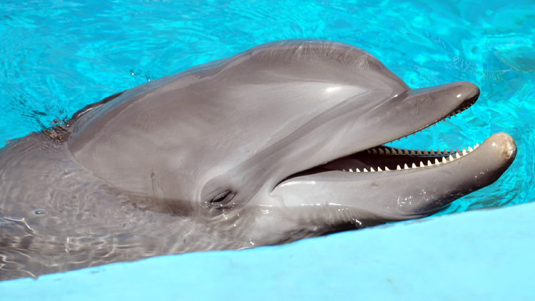 Dolphins: there are around 3,000 individuals in captivity worldwide | Photo: Walter/Creative Commons