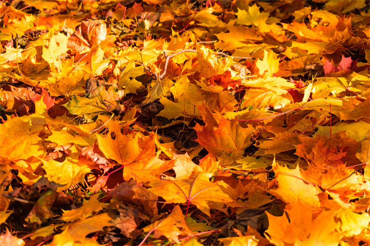 Fall: a time for introspection, change, and appreciating Nature's vibrant colors | Photo: Shutterstock