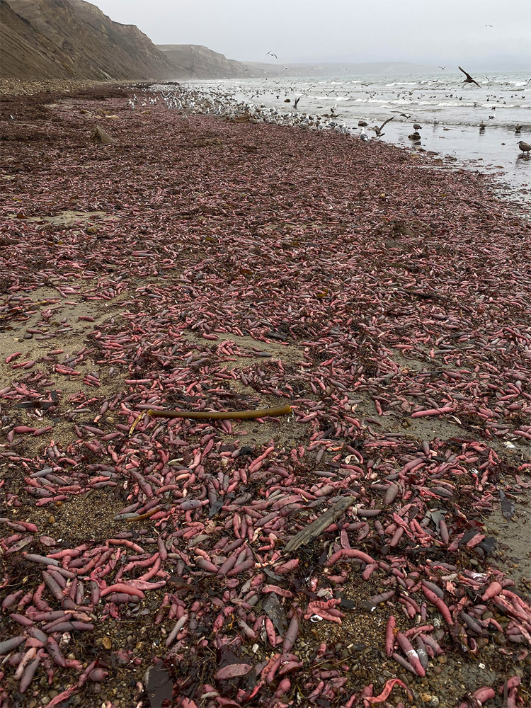 Drakes Beach, Northern California: thousands of penis fish wash up after a storm hit the coast | Photo: David Ford/Bay Nature