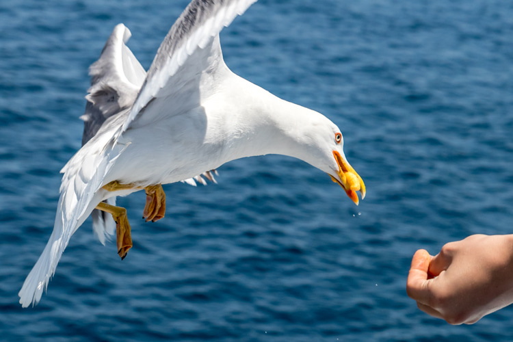 Gulls: in certain coastal towns, feeding the seagulls is promoted as a tourist activity | Photo: Aksentijevic/Creative Commons