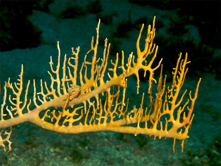 Fire coral: the venom is stored inside the white tips | Photo: Creative Commons