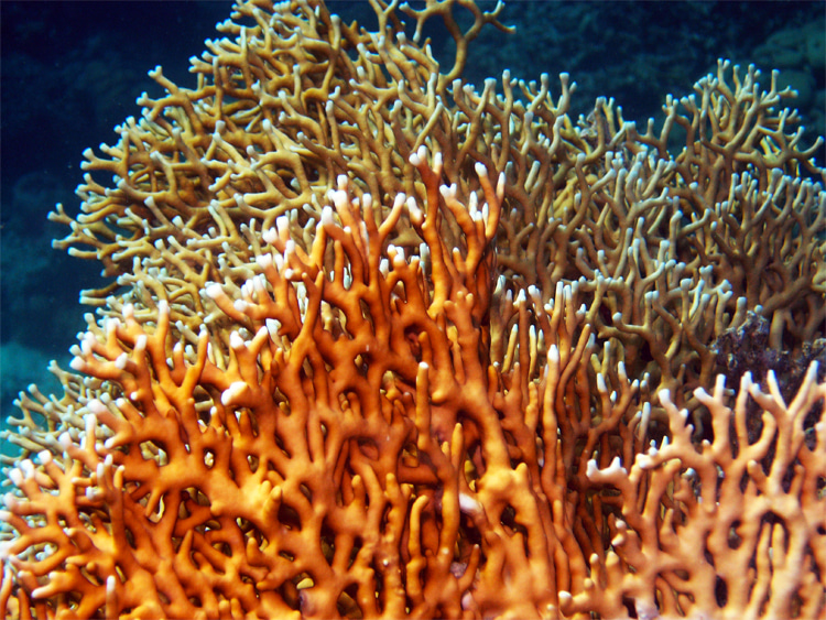 Fire coral: it can be found in the shallow and warm tropical waters of Australasia and the Caribbean | Photo: Creative Commons
