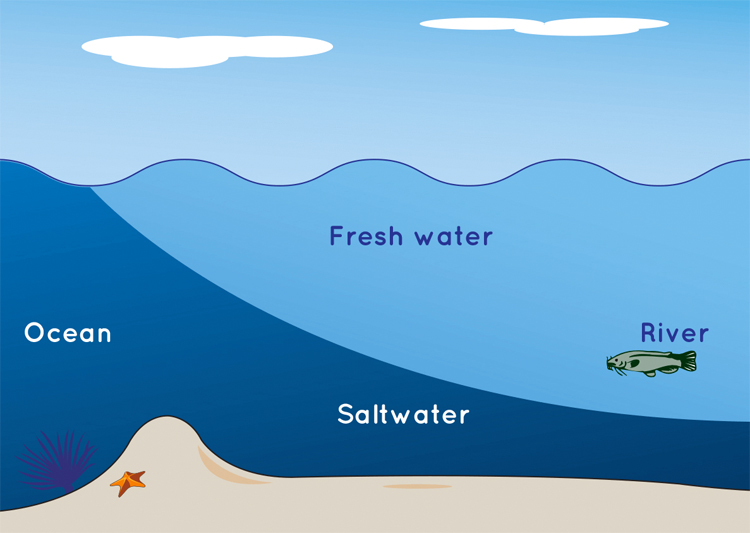 Fresh water and salt water: rivers flow to the ocean, and salt water is denser than fresh water | Illustration: NASA