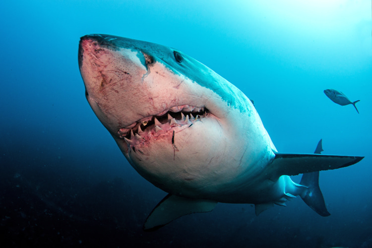 Galeophobia: the persistent, uncontrollable, and abnormally large fear of sharks | Photo: Shutterstock