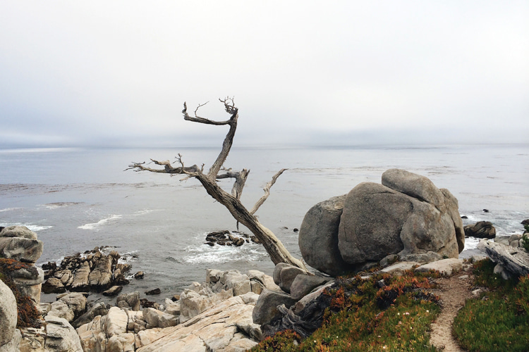 Ghost Tree, Pescadero Point, California: a spooky tree where the ghostly figure of a former land owner, Dona Maria, has been spotted on dark foggy nights | Photo: Creative Commons