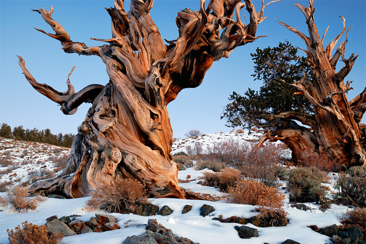Gnarled pine trees: the origin of the word 'gnarly' | Photo: Goldwaser/Creative Commons