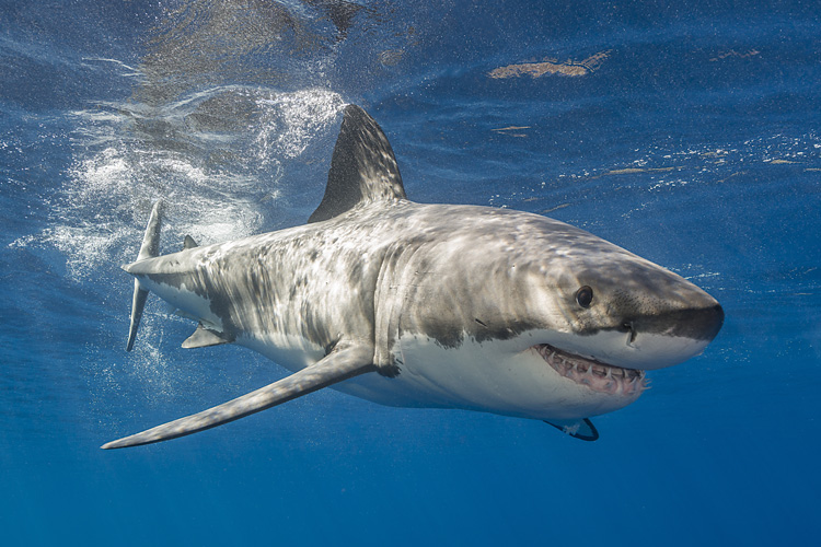 Great white shark: the ultimate ocean predator | Photo: Shutterstock