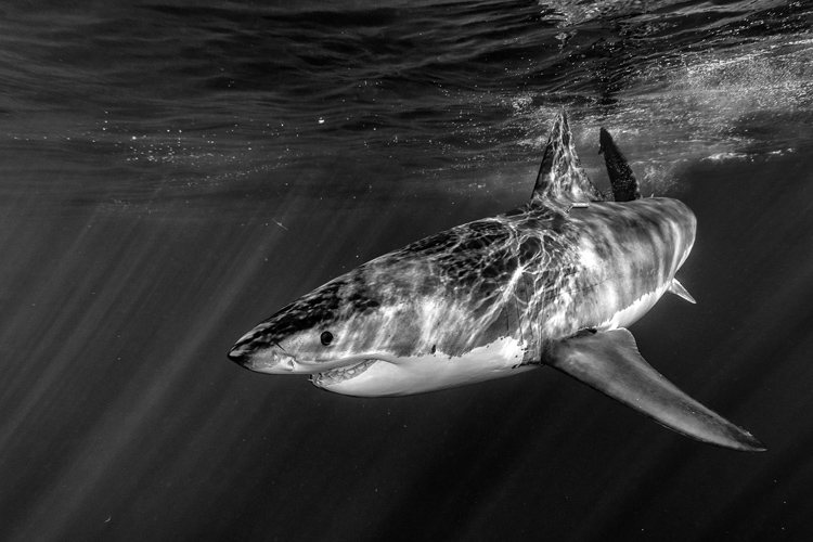 Great white shark: a partially warm-blooded shark with a body temperature that is 55.4 °F | Photo: Shutterstock