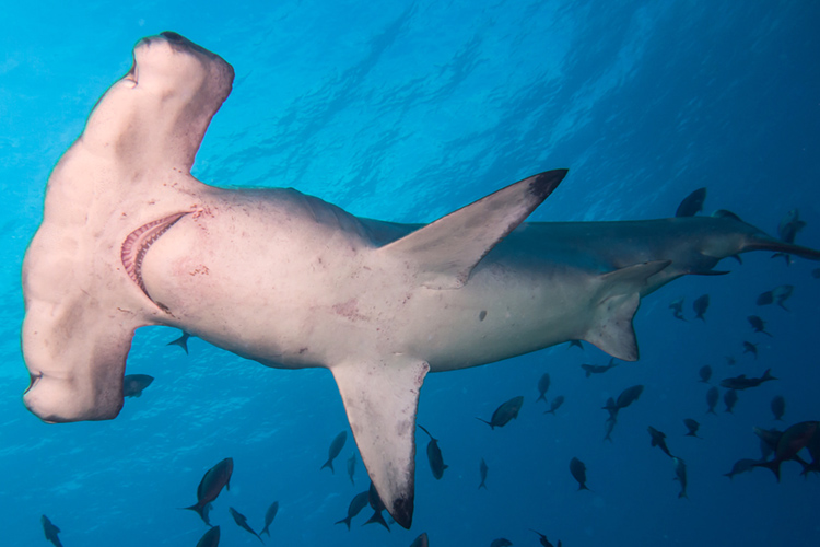 The Hammerhead Shark | Photo: Creative Commons
