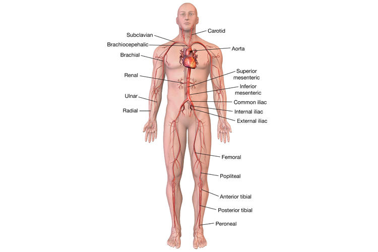 Human body: these are the main arteries