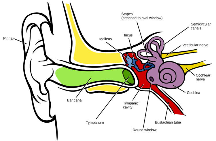 Ear canal: ear pressure imbalance is primarily caused by sudden changes in atmospheric pressure that cannot be equalized by Eustachian tubes | Illustration: Creative Commons