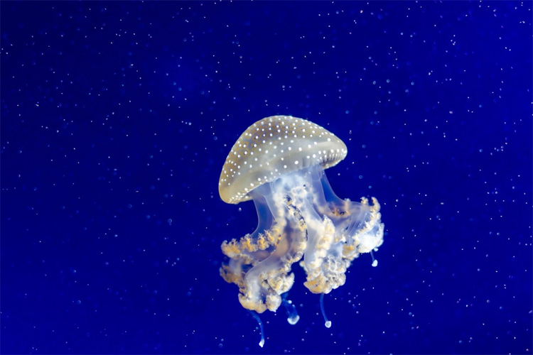 Jellyfish: the nematocysts are quick to penetrate human skin | Photo: Creative Commons