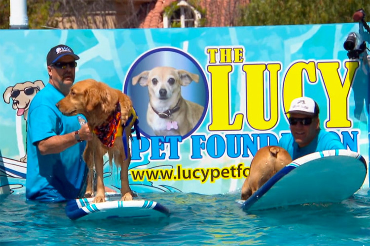 Lucy Pet's Gnarly Crankin' K-9 Wavemaker: a mobile surf pool for dogs