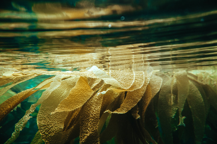 Kelp beds: a sign of clean, purified water | Photo: Stagner/Creative Commons