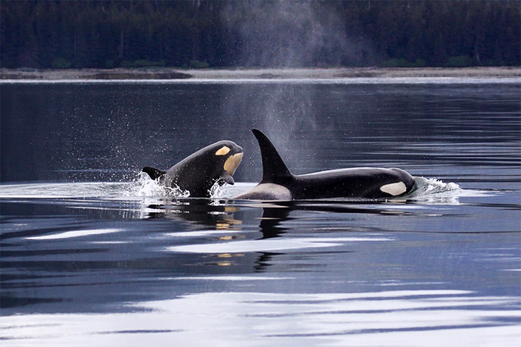Killer whales: the Iberian orca subpopulation, considered critically endangered, currently consists of only 39 animals | Photo: Creative Commons