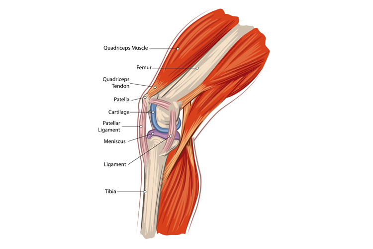 The Anatomy of the Knee | Illustration: Shutterstock