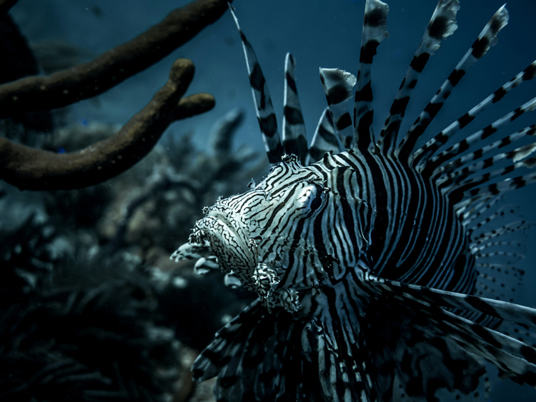 Lionfish: if you've been stung, immerse the wound in hot water and remove the spines with tweezers | Photo: Tchompalov/Creative Commons