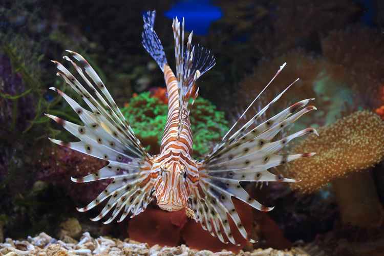 Lionfish sting: the species has around 17 spines containing venom-producing glands | Photo: Surianto/Creative Commons
