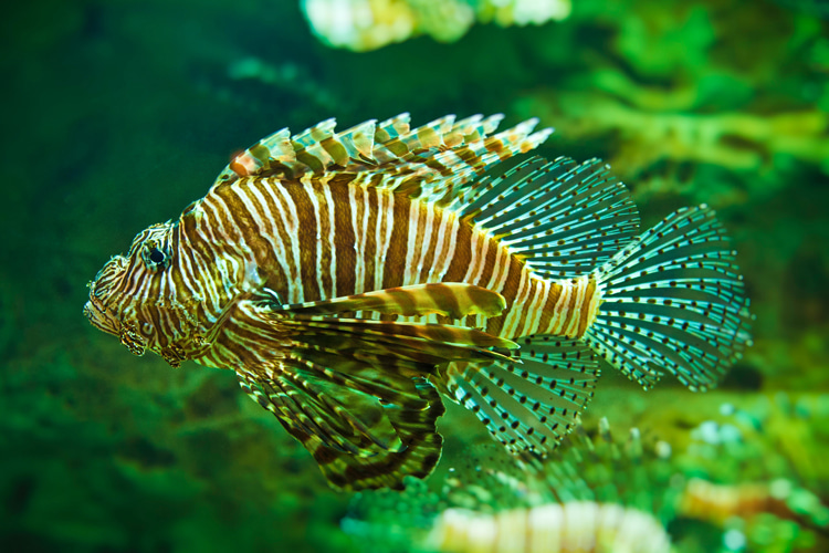 Lionfish: despite their elegant appearance, they possess defensive spines that can deliver painful, venomous stings | Photo: Nannapaneni/Creative Commons