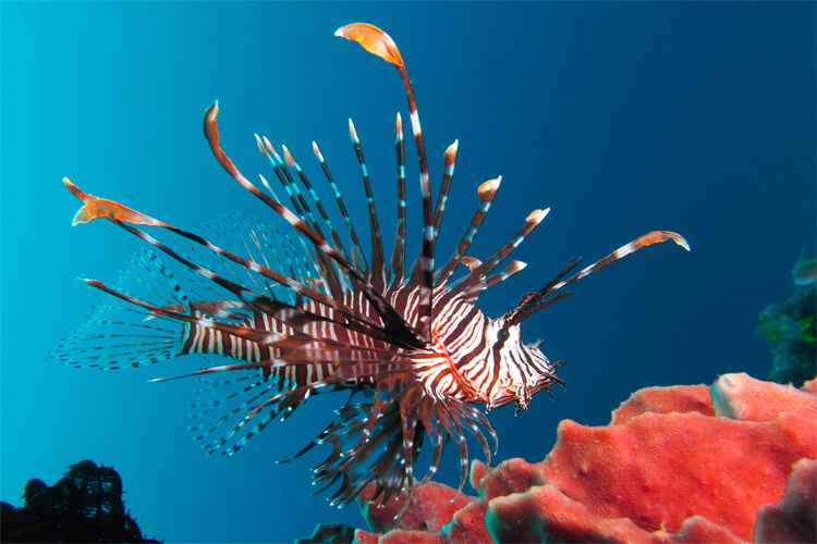 Lionfish: a colorful yet venomous fish native to the South Pacific and Indian Oceans | Photo: Creative Commons