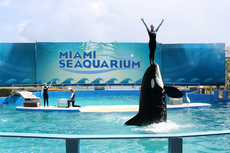 Lolita: the captive female killer whale served as an attraction at the Miami Seaquarium for almost 50 years | Photo: Blackledge/Creative Commons